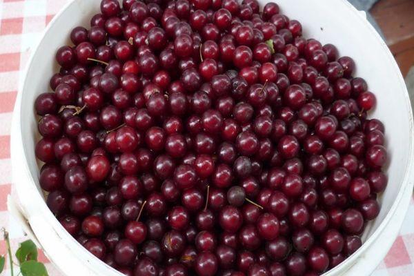 เชอร์รี่นกสด