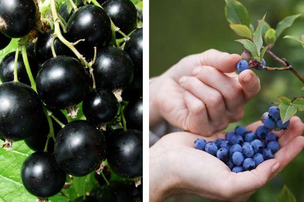 บลูเบอร์รี่และลูกเกด