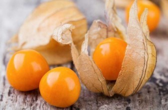 ฟิซาลิสสุก