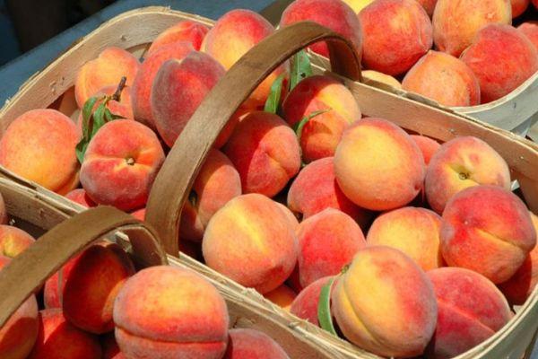 ตะกร้าลูกพีช