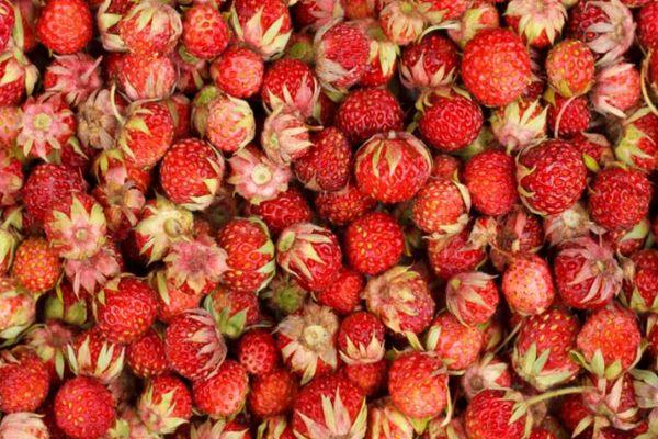 ผลเบอร์รี่ป่า