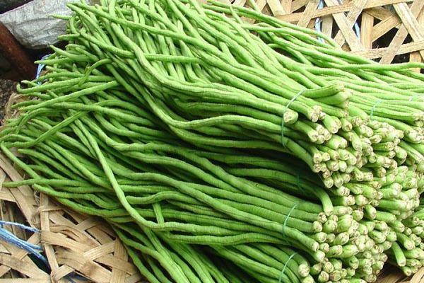 ลักษณะของถั่วพุ่ม