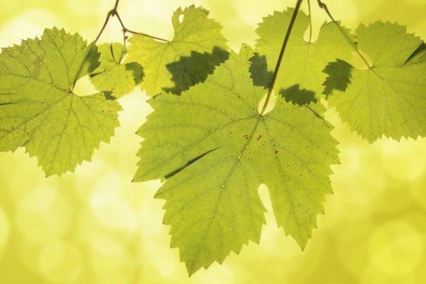 ใบองุ่น