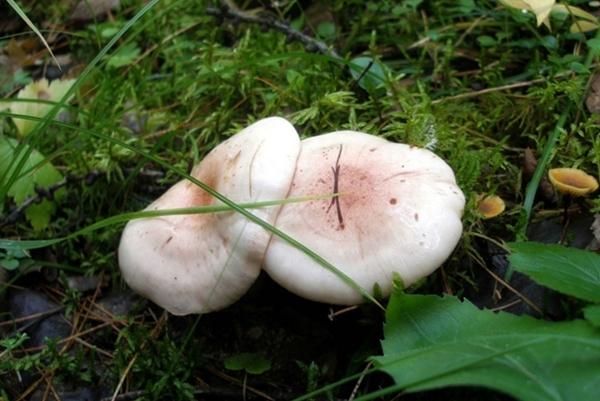 papillons blancs dans la forêt