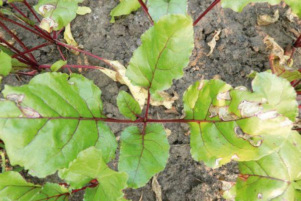 โรคใบจุดเซอร์โคสปอราในหัวบีท