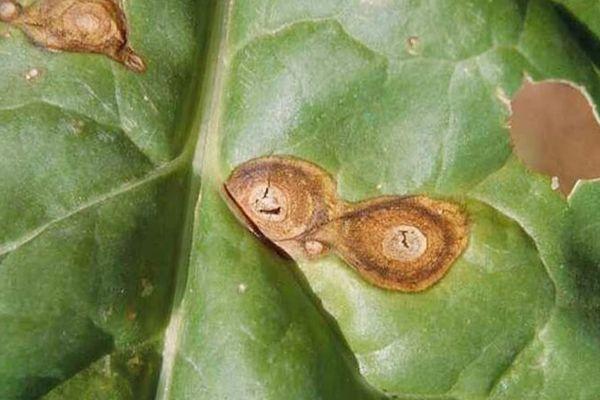 โฟม่าบนใบไม้