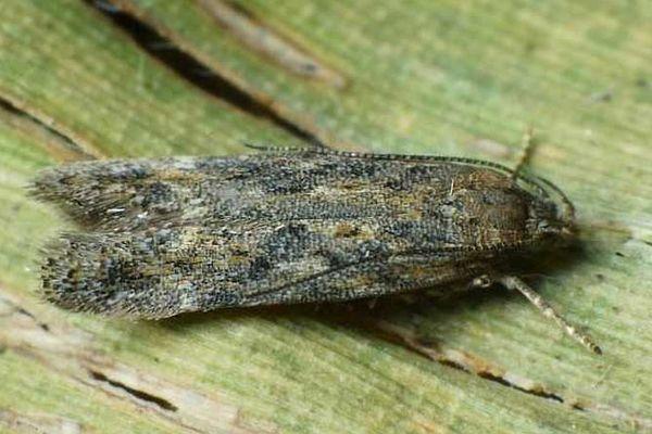 หนอนเจาะใบ