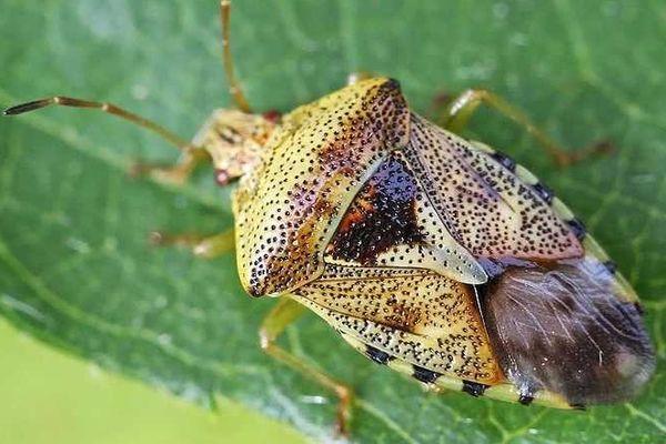 แมลงบีทรูท