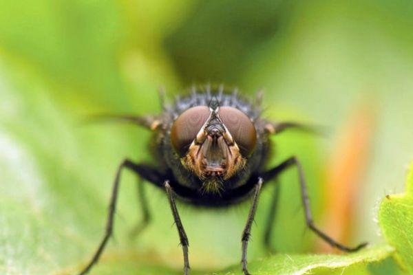 แมลงวันหัวบีท