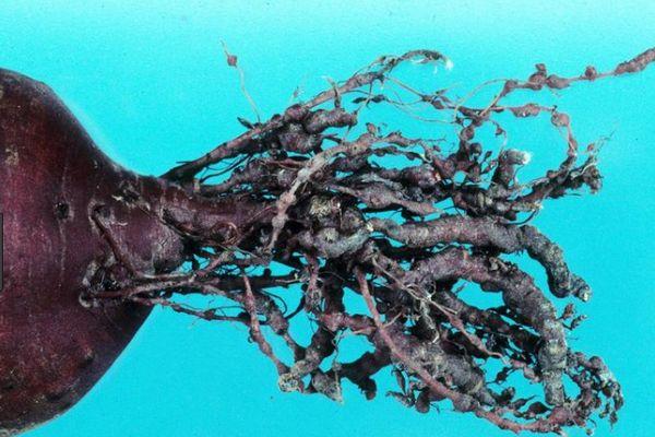 ไส้เดือนฝอยราก