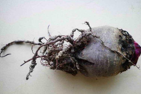 ไส้เดือนฝอยหัวบีท