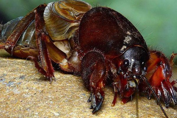 ด้วงจิ้งหรีด