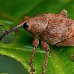 ด้วงบีท