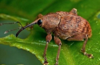 ด้วงบีท