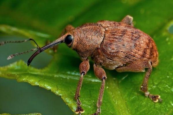 ด้วงบีท