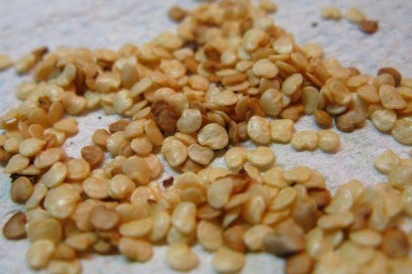 เมล็ดมะเขือยาว