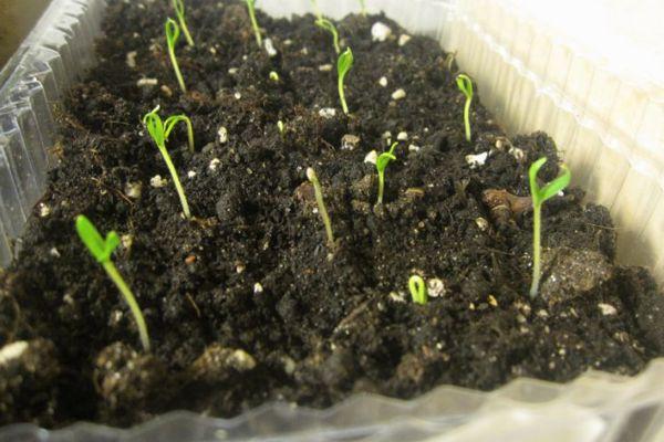 การเก็บมะเขือยาว