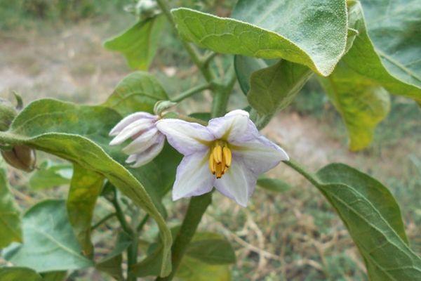 การออกดอกของมะเขือยาว