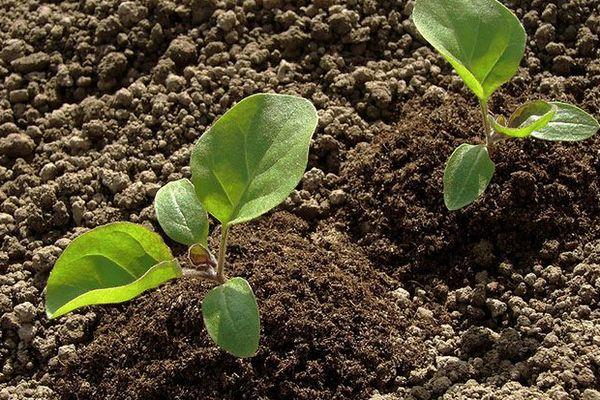 ถั่วงอกมะเขือยาว