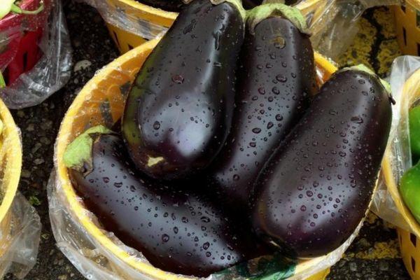 มะเขือยาวเป็นผัก