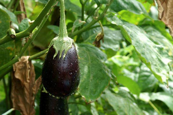 การปลูกมะเขือยาว