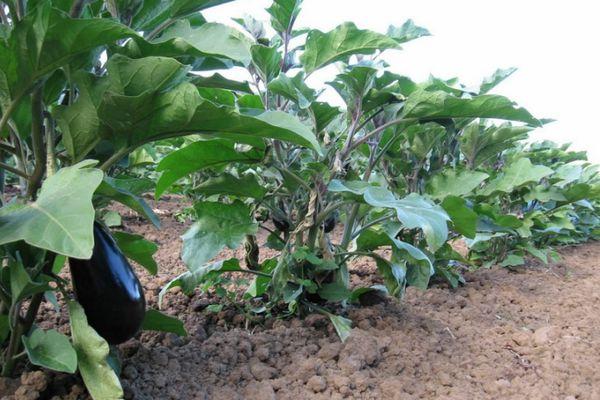 ถั่วงอกมะเขือยาว