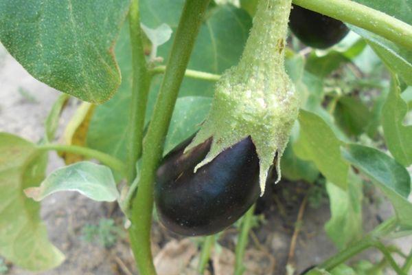 มะเขือยาวอ่อน