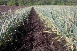 Comment préparer un lit pour l'ail d'hiver pour la plantation d'automne, l'engrais vert et la fertilisation