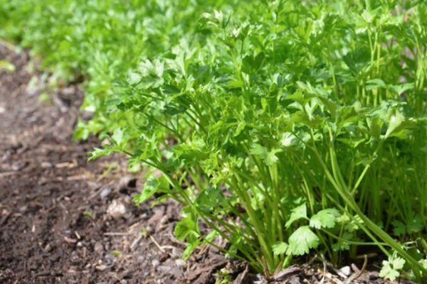 légumes verts dans le jardin