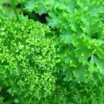 ใบผักชีฝรั่ง