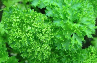 ใบผักชีฝรั่ง