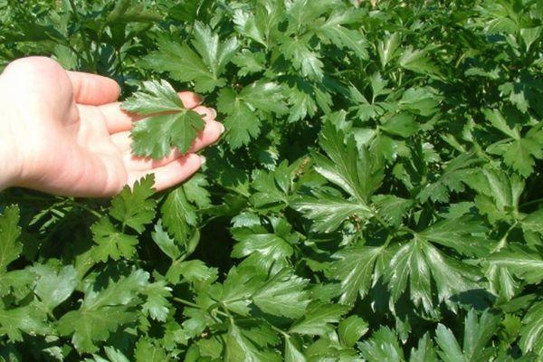 feuilles de persil