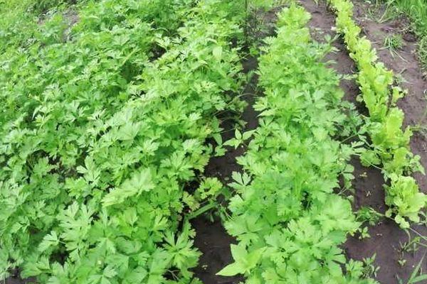Jeune persil
