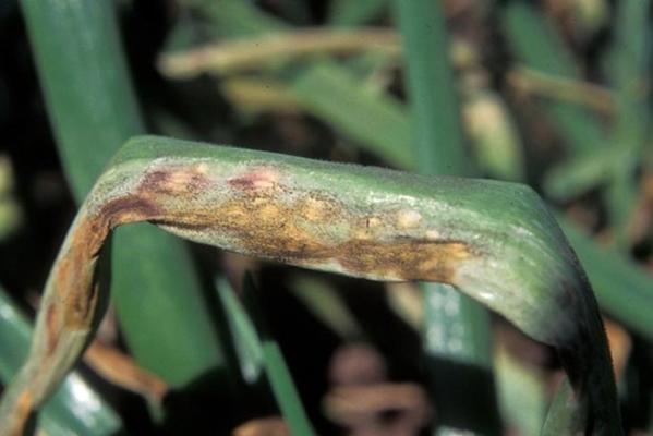 น้ำค้างบนหัวหอม