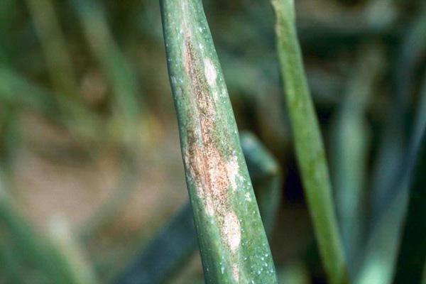 โรคหัวหอม