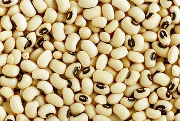 การเก็บเกี่ยวถั่วตาดำ