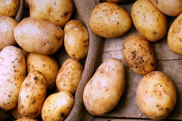 Fruits de pomme de terre