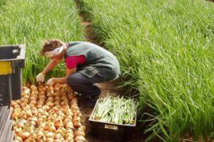 วิธีปลูกหัวหอมใหญ่กลางแจ้ง วิธีการปลูก และคำแนะนำในการดูแลต้นไม้