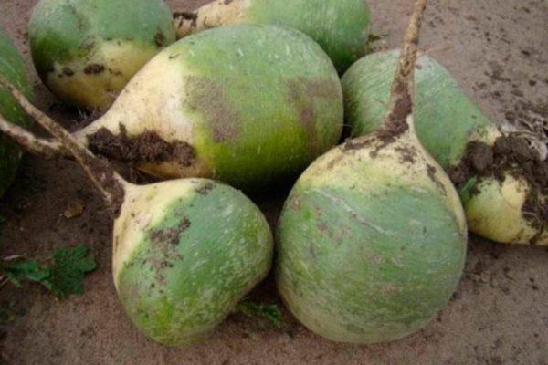 radis vert en pleine terre