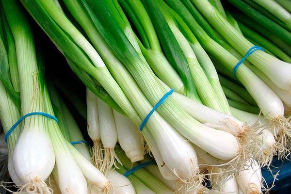 oignons verts