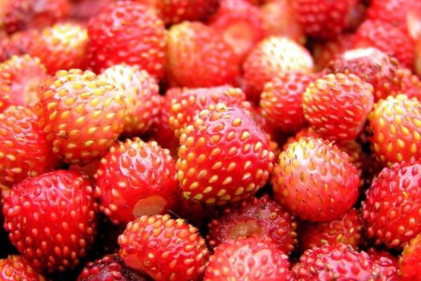 fraises