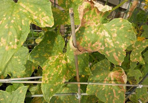 feuilles de courgettes jaunes
