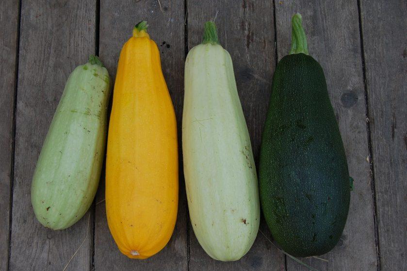 différentes courgettes