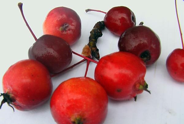 แอปเปิ้ลและเชอร์รี่ป่า