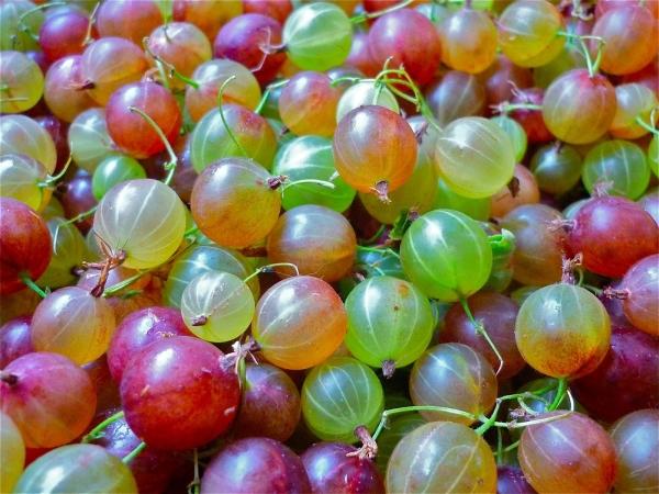 groseilles à maquereau mûres