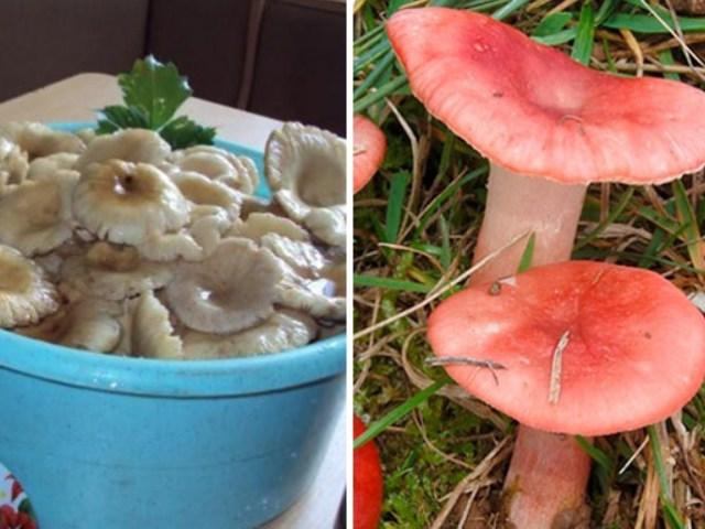 เห็ดรัสซูล่า