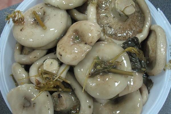 le processus de salage des champignons de lait