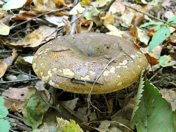 เห็ดนมในป่า