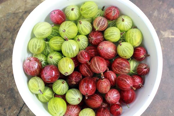 groseilles à maquereau dans un bol