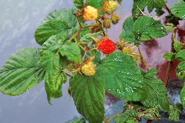 ใบราสเบอร์รี่